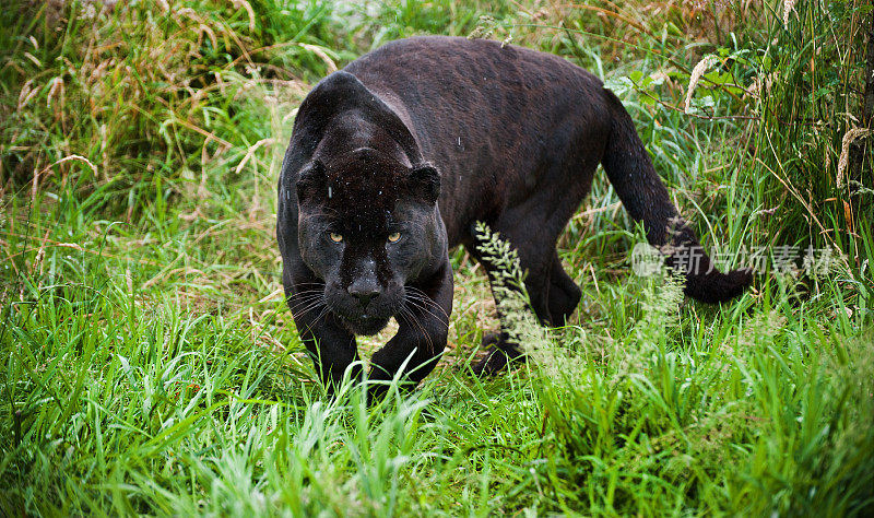黑色美洲虎Panthera Onca在草丛中潜行
